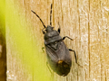 Drymus ryei